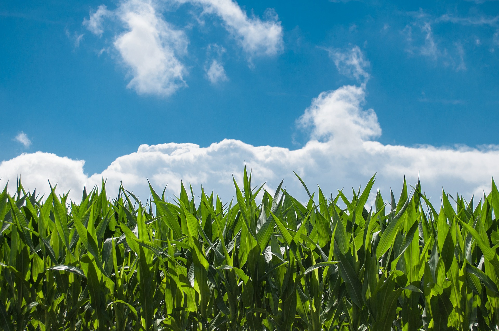 Dalla Regione Emilia-Romagna 48 milioni di euro per 10 bandi di agricoltura sostenibile. Domande entro il 31 gennaio