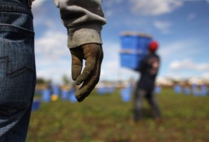 Alleanza delle Cooperative Italiane: Lavoro “Il Parlamento non sia complice del lavoro nero. Sono 3,3 milioni le persone sfruttate. L’evasione fiscale e contributiva rappresentano 1/20 del nostro debito pubblico”