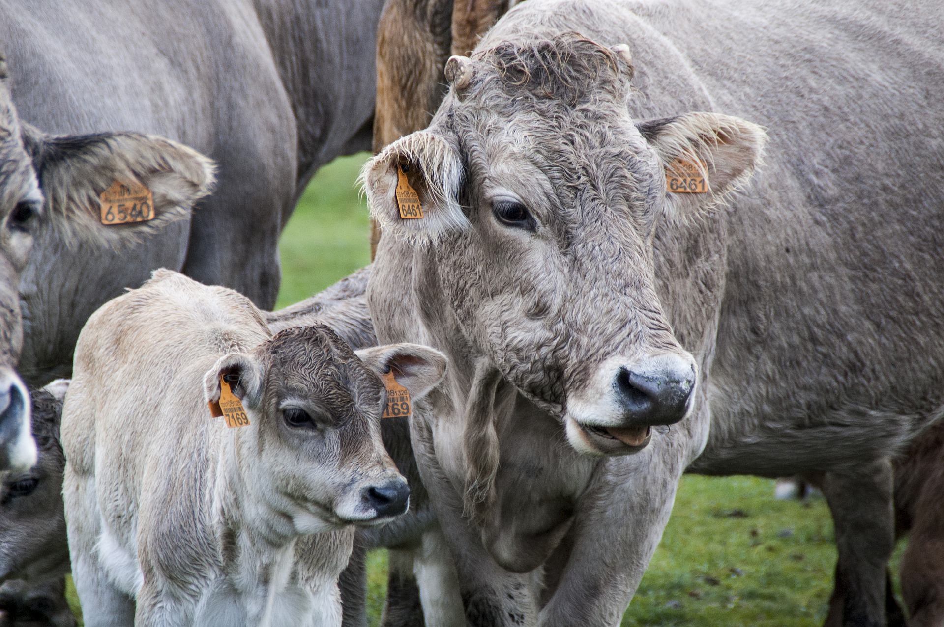 Ucraina: filiera zootecnia in allarme, “per garantire sicurezza alimentare va prorogata l’attuazione della farm to fork”