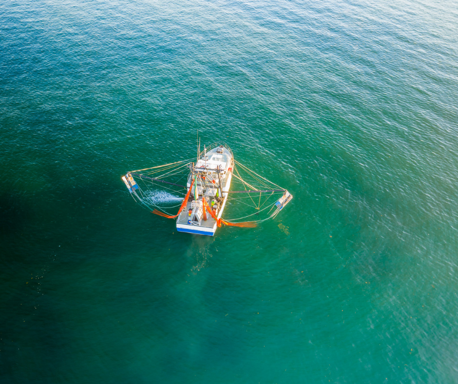 Progetto Green to blue: Improvement of Sustainability competences in the field of the fishery & aquaculture