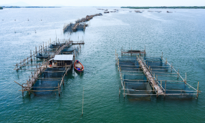 Legacoop Agroalimentare, in collaborazione con Randstad Italia, vara la seconda edizione del Premio Tesi di Laurea “Pesca e acquacoltura sostenibili: dalla governance alla filiera”