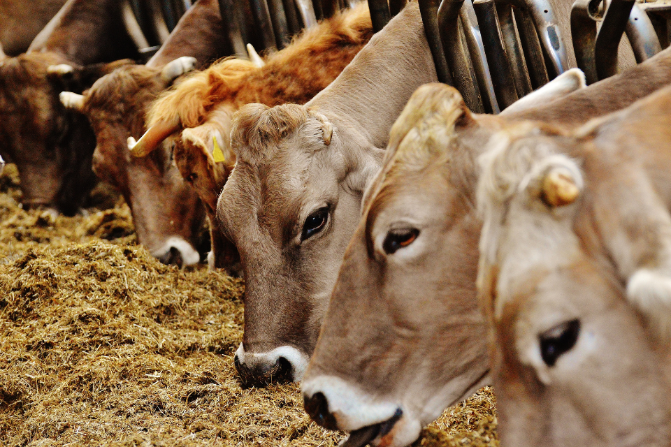Workshop 10 novembre – Colture alternative per l’alimentazione delle vacche da latte nella filiera del Parmigiano Reggiano
