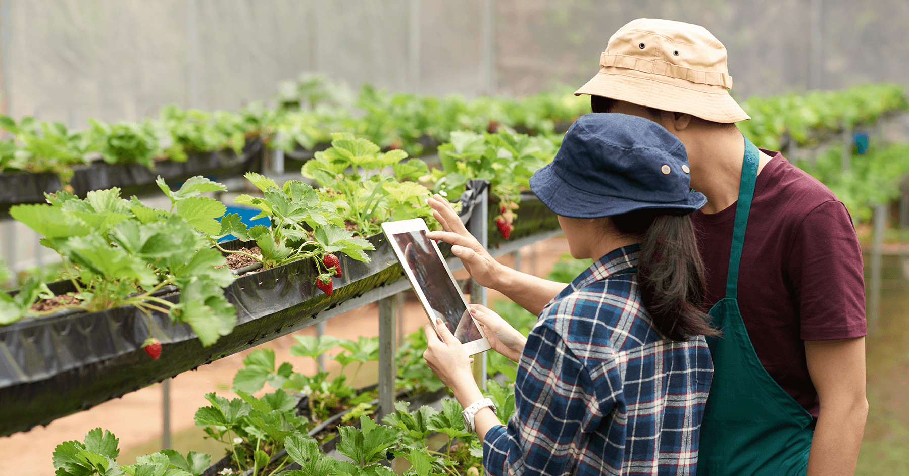 Marketing e web marketing per l’agricoltura, corso gratuito di Demetra Formazione