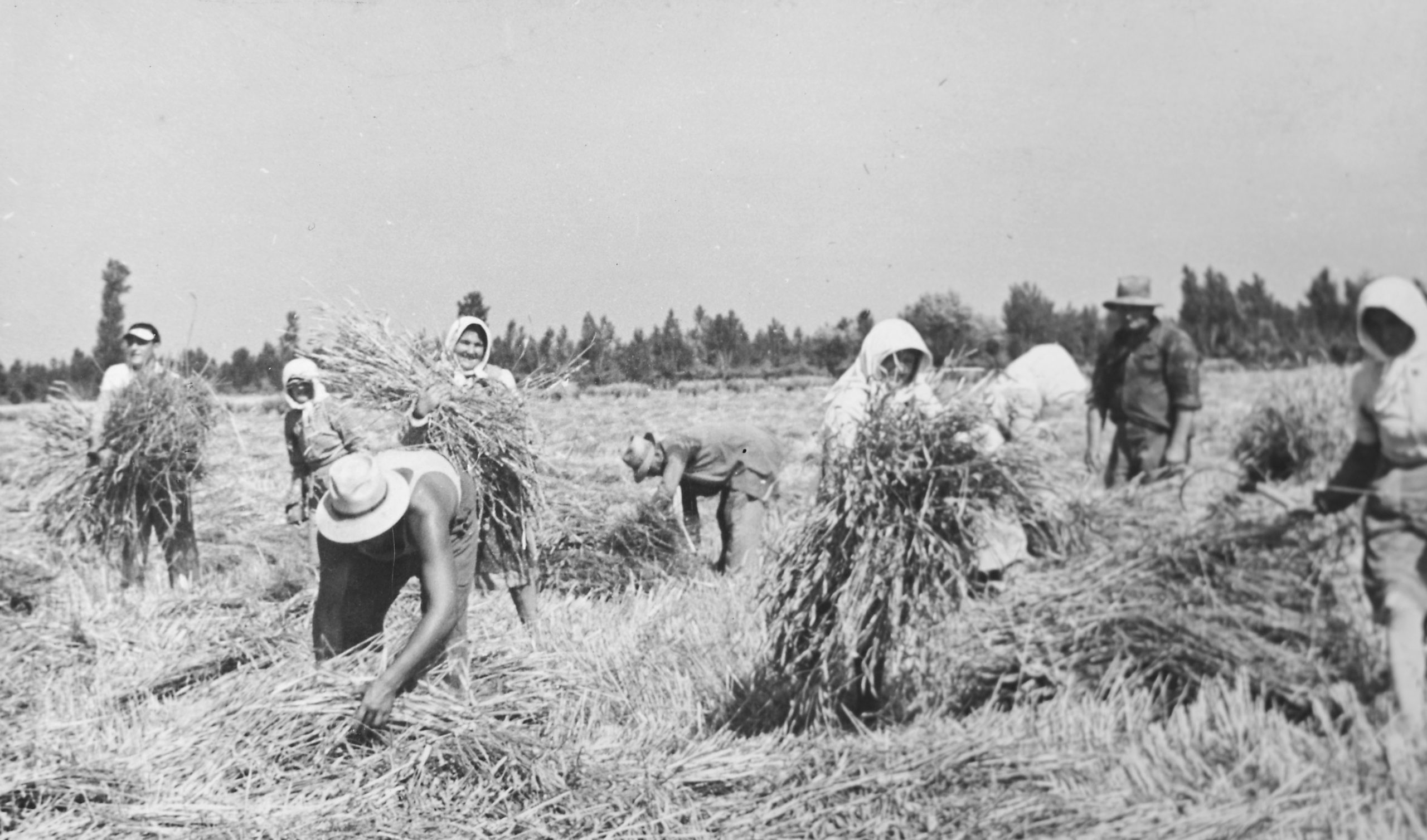 Cooperativa agricola Giulio Bellini compie 80 anni